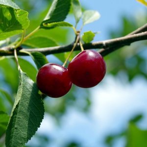 Višňa (Prunus cerasus) ´ĽUTOVKA´ stredne skorá 130-160 cm - voľnokorenná 